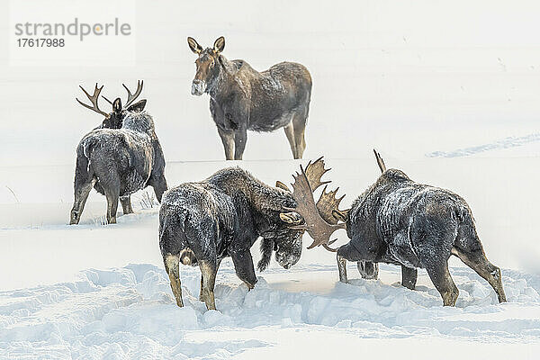 Elchbulle (Alces alces) beim Sparring mit dem Geweih  während eine Elchkuh zusieht  Yellowstone National Park; Vereinigte Staaten von Amerika