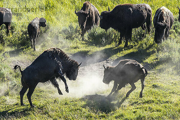 Herde amerikanischer Bisons (Bison bison)  die auf einem grasbewachsenen Feld herumstehen  Schmutz aufwirbeln und im Staub spielen  im Hayden Valley; Yellowstone National Park  Vereinigte Staaten von Amerika