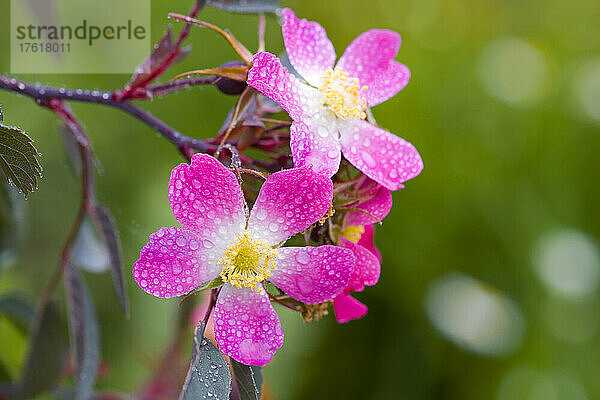 Nahaufnahme von Wassertropfen auf rosa Blumen an einem regnerischen Tag; Oregon  Vereinigte Staaten von Amerika