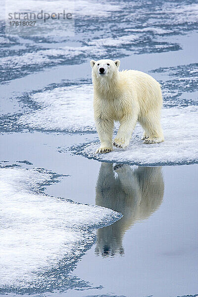 Eisbär  Ursus maritimus  auf dem Packeis.