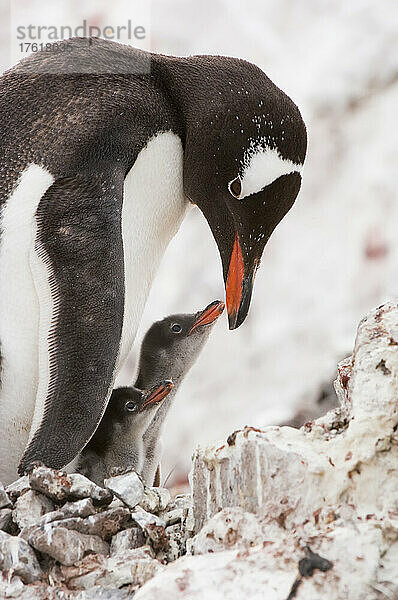 Ausgewachsener Eselspinguin (Pygoscelis papua) mit seinen beiden Küken beim Nisten in den Felsen; Antarktische Halbinsel  Antarktis