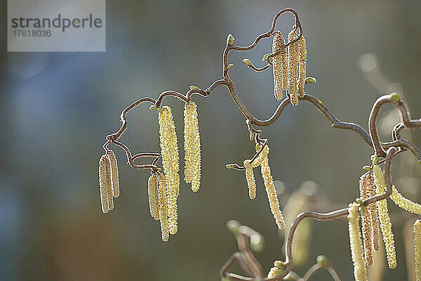 Blühende Hasel (Corylus avellana 'Contorta'); Bayern  Deutschland