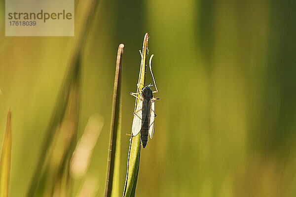 Raubfliege (Asilus rufibarbis) auf einem Grashalm; Bayern  Deutschland