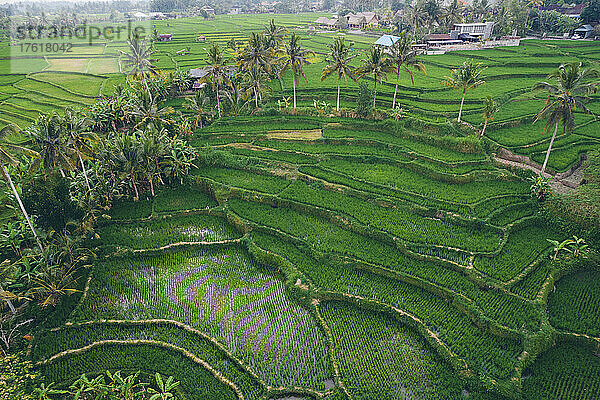 Luftaufnahme von terrassierten Reisfeldern in Ubud; Bezirk Ubud  Regentschaft Gianyar  Bali  Indonesien