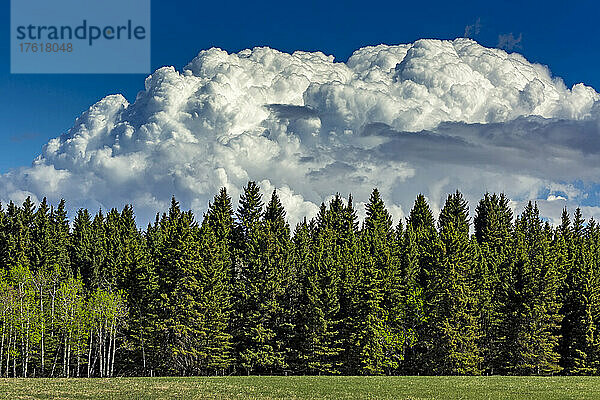 Dramatische Gewitterwolken mit blauem Himmel im Hintergrund und immergrünen Bäumen und einem grünen Feld im Vordergrund; Calgary  Alberta  Kanada