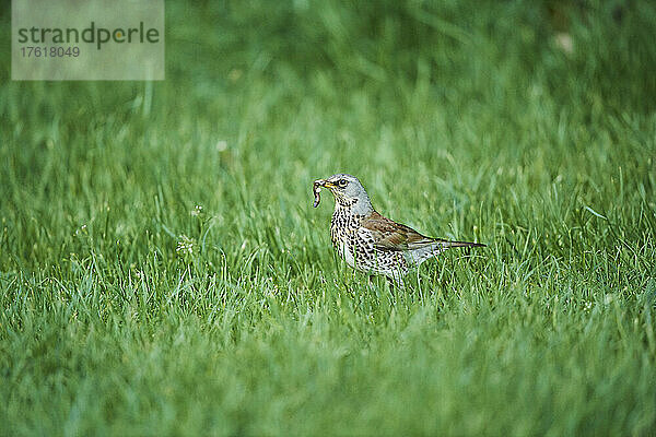 Feldsperling (Turdus pilaris) auf einer Wiese stehend mit einem Wurm im Maul; Bayern  Deutschland