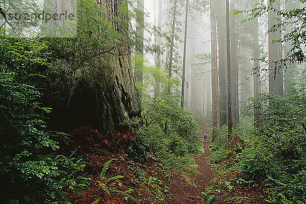 Redwoods  Kalifornien  USA