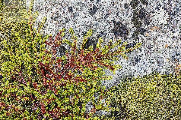 Nahaufnahme von moosbewachsenen Pflanzen und Flechten auf einem Felsen; Island