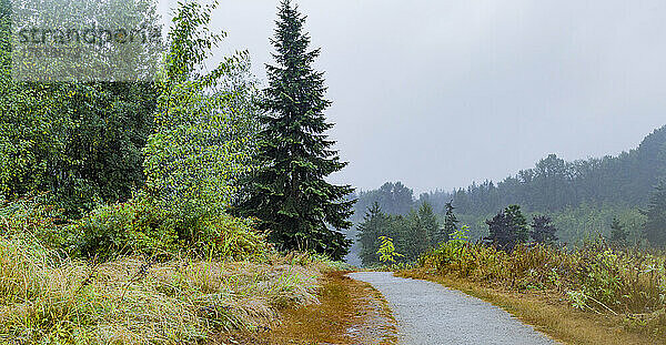Regentag im Green Timbers Urban Forest  mit einem Weg  der durch ein Waldgebiet führt; Surrey  British Columbia  Kanada