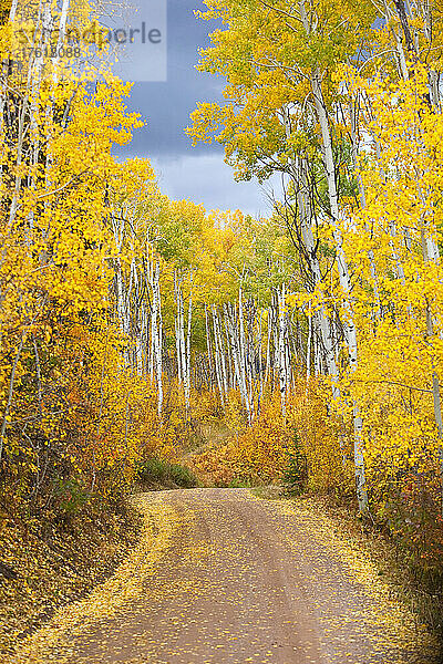 Schotterstraße mit bunten Espen in leuchtenden Herbstfarben am Thorpe Mountain in der Nähe von Steamboat Springs  Colorado  USA; Colorado  Vereinigte Staaten von Amerika