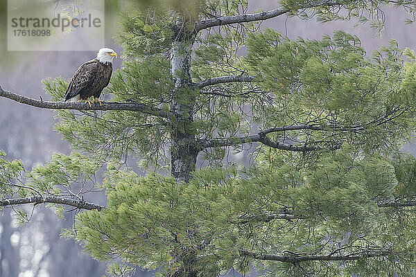 Weißkopfseeadler (Haliaeetus leucoclephalus) in einer Weißkiefer (Pinus strobus) sitzend und nach draußen schauend; Vereinigte Staaten von Amerika