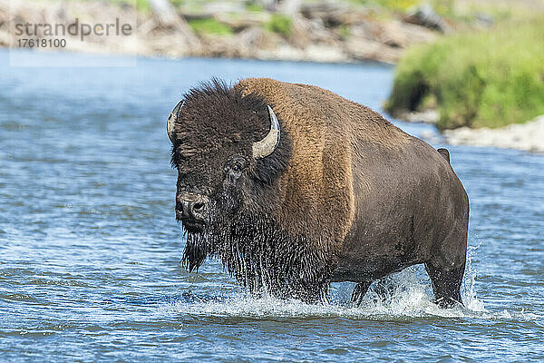 Porträt eines amerikanischen Bisons (Bison bison)  der den Lamar River überquert; Yellowstone National Park  Vereinigte Staaten von Amerika