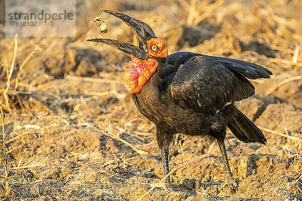 Porträt eines südlichen Bodenhornvogels (Bucorvus leadbeateri) mit geöffnetem Schnabel  bereit  eine Schnecke zu fressen; South Luangwa National Park  Sambia  Afrika