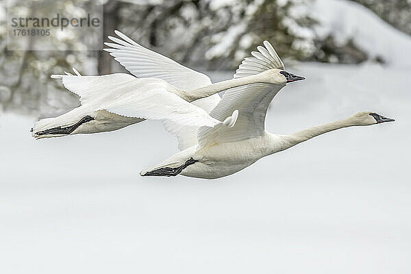 Zwei Trompeterschwäne (Cygnus buchinator) im Flug nebeneinander über einer verschneiten Landschaft im Yellowstone National Park; Vereinigte Staaten von Amerika