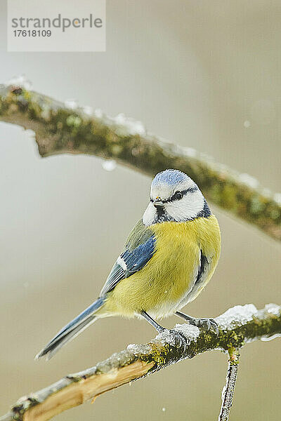 Porträt einer Blaumeise (Cyanistes caeruleus)  die im Winter auf einem Ast sitzt; Bayern  Deutschland