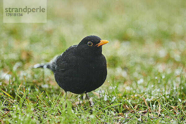 Amsel (Turdus merula) stehend auf nassem Gras; Bayern  Deutschland