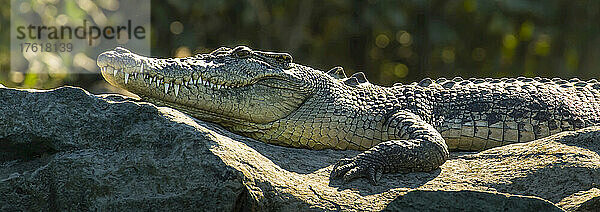 Ein Salzwasserkrokodil (Crocodylus porosus) sonnt sich auf einem Felsen in der Nähe des Hunter River in der Kimberley-Region im Nordwesten Australiens.