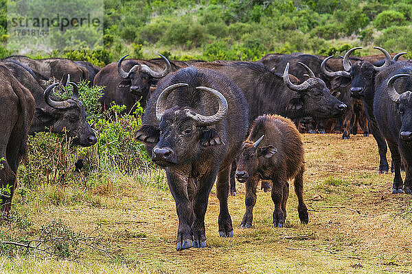 Eine Herde afrikanischer Kap-Büffel (Syncerus caffer caffer)  die durch die Savanne im Meeresschutzgebiet des Addo-Elefanten-Nationalparks wandert; Ostkap  Südafrika