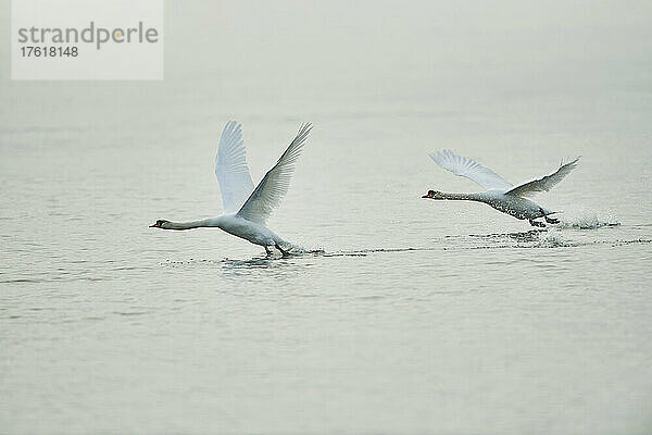 Höckerschwäne (Cygnus olor) beim Abflug von der Donau; Oberpfalz  Bayern  Deutschland