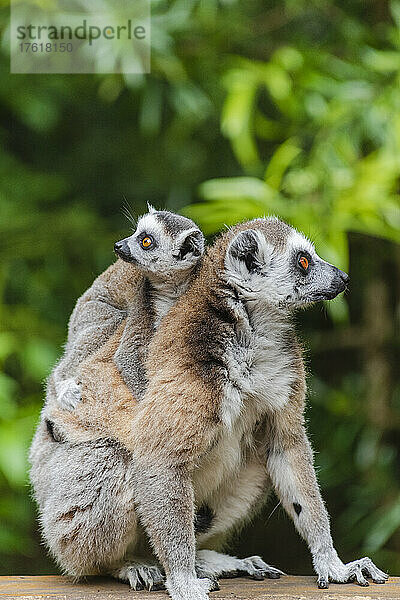 Lemurenmutter und -baby im Monkeyland Primate Sanctuary bei Pletteberg Bay  Südafrika; Südafrika