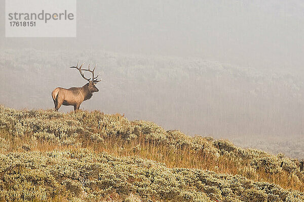 Ein Elchbulle (Cervus canadensis) steht auf einem Bergrücken und blickt auf einen nebligen Berghang im Hintergrund  Yellowstone National Park; Vereinigte Staaten von Amerika