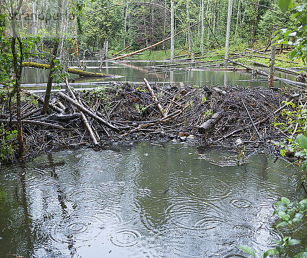 Biberdamm in einem Gewässer an einem regnerischen Tag  Green Timbers Urban Forest; Surrey  British Columbia  Kanada