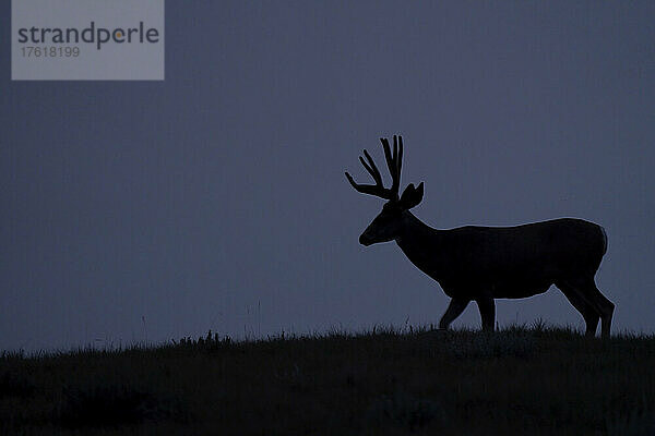 Silhouette eines Maultierhirsches (Odocoileus hemionus) bei Sonnenuntergang im Grasslands National Park; Saskatchewan  Kanada