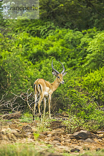 Porträt eines männlichen Impalas (Aepyceros melampus) im Impala-Schutzgebiet im Westen Kenias; Kenia