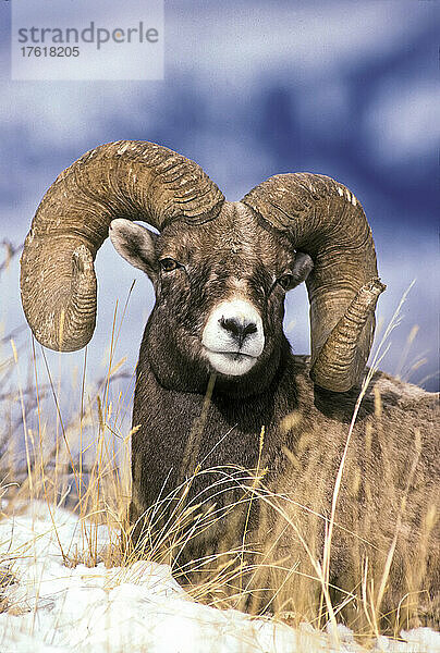 Porträt eines Dickhornschafbocks (Ovis canadensis)  der im Schnee und im trockenen Gras liegt und in die Kamera schaut. Dickhornschafböcke  die mindestens sechs Jahre alt sind  haben Hörner  die sich spiralförmig nach oben  nach hinten und nach vorne winden und dabei mindestens einen vollen Kreis oder eine Locke vollenden. Manchmal wachsen die Hörner in ihr Blickfeld  und die Widder reiben die Spitzen ab  um besser sehen zu können; Montana  Vereinigte Staaten von Amerika