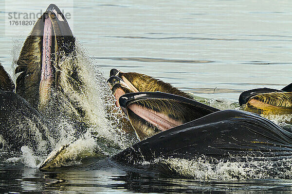 Nahaufnahme von Buckelwalen beim Fressen an der Meeresoberfläche.