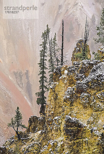 Lodgepole-Kiefern (Pinus contorta) und frischer Schnee auf den Canyon-Felsen im Grand Canyon of the Yellowstone im Yellowstone National Park; Wyoming  Vereinigte Staaten von Amerika