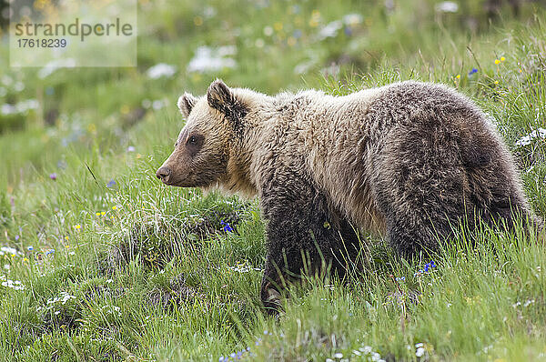 Porträt eines Braunbären (Ursus arctos)  der über eine Wiese läuft; Yellowstone National Park  Vereinigte Staaten von Amerika