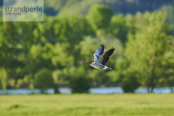 Graugans (Anser anser) im Flug im Bayerischen Wald; Bayern  Deutschland