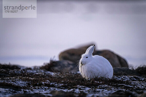 Polarhase (Lepus arcticus) beim Fressen zwischen Felsen mit Blick auf die Kamera; Arviat  Nunavut  Kanada