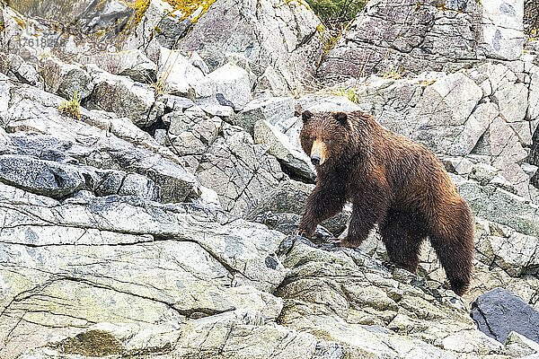 Porträt eines Braunbären (Ursus arctos)  der auf einer felsigen Klippe im Glacier Bay National Park steht; Südost-Alaska  Alaska  Vereinigte Staaten von Amerika