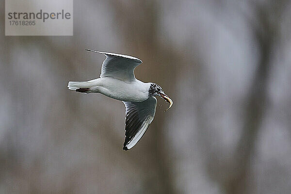 Lachmöwe (Chroicocephalus ridibundus) fliegt über der Donau mit einem kleinen Fisch im Maul; Oberpfalz  Bayern  Deutschland