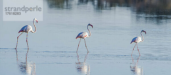 Eine Reihe großer Flamingos (Phoenicopterus roseus)  die durch das Wasser im Serengeti-Nationalpark waten; Tansania