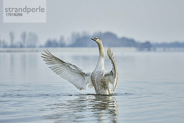 Jungtiere des Höckerschwans (Cygnus olor) in der Donau; Bayern  Deutschland