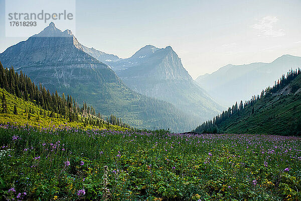 Wiese mit violetten Wildblumen vor den majestätischen Berggipfeln im dunstigen Sonnenlicht im Glacier National Park; West Glacier  Montana  Vereinigte Staaten von Amerika