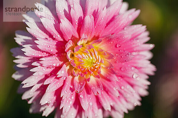 Rosa Dahlienblüte mit vom Sonnenlicht beleuchteten Wassertropfen; Canby  Oregon  Vereinigte Staaten von Amerika