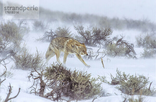 Einsamer Kojote (Canis latrans)  der durch große Salbeisträucher (Artemisia Tridentata) auf einem schneebedeckten Feld im Lamar Valley läuft und mit den Schneeverwehungen eines Schneesturms im Yellowstone National Park kämpft; Wyoming  Vereinigte Staaten von Amerika