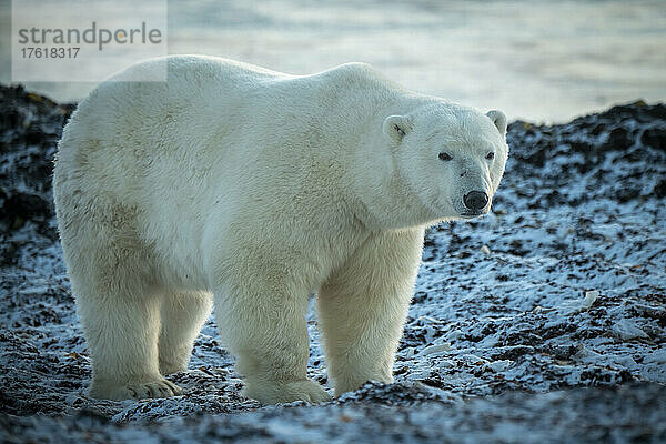 Eisbär (Ursus maritimus) stehend auf Felsen am Ufer; Arviat  Nunavut  Kanada