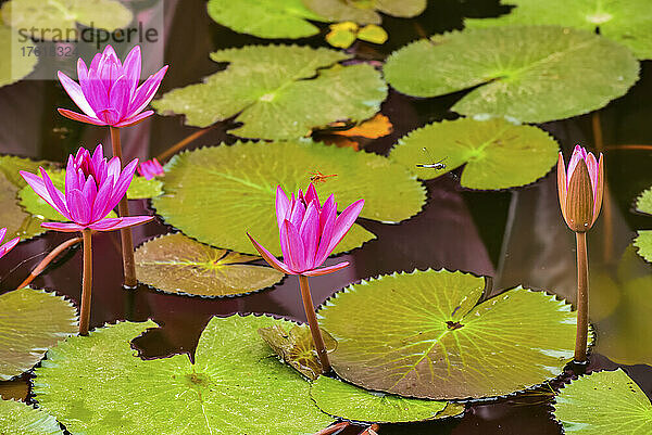 Libelle auf Lotusblume (Nelumbo nucifera)  Roter Lotus-See; Chiang Haeo  Thailand