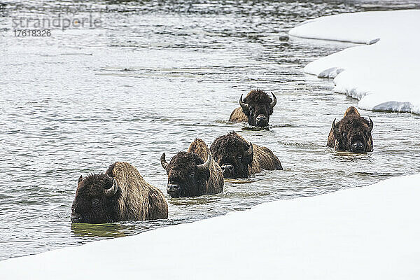 Amerikanische Bisons (Bison bison) schwimmen im Frühjahr am Ufer des Yellowstone River neben den schneebedeckten Flussufern  Yellowstone National Park; Wyoming  Vereinigte Staaten von Amerika