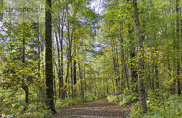 Wanderweg in einem Wald  in dem sich das Laub im Herbst verfärbt  Ferry Island Campground; Terrace  British Columbia  Kanada