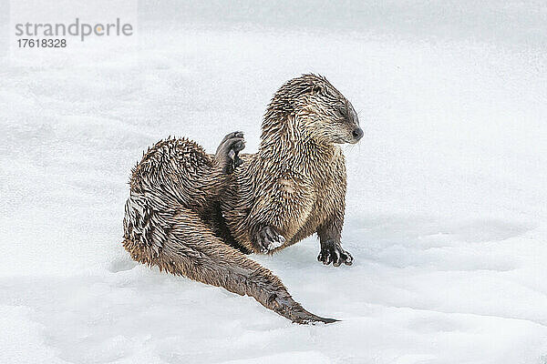 Nordamerikanischer Flussotter (Lutra canadensis)  der auf dem Eis liegt und sich mit dem Hinterbein den Rücken kratzt; Yellowstone National Park  Vereinigte Staaten von Amerika