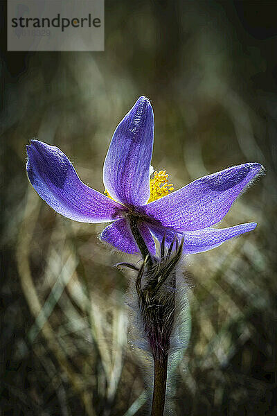 Extreme Nahaufnahme der Rückseite eines vollständig geöffneten violetten Krokus auf einer Wiese; Calgary  Alberta  Kanada