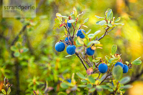 Nahaufnahme einer Lowbush-Heidelbeerpflanze; Denali National Park & Preserve  Inneres Alaska  Alaska  Vereinigte Staaten von Amerika