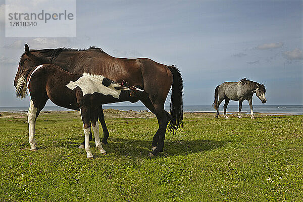 Ponysäugen auf einer Küstenweide in Northam Burrows  Westward Ho!  Devon  Großbritannien; Westward Ho!  Devon  England