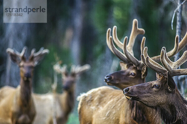 Nahaufnahme einer Gruppe von Elchbullen (Cervus canadensis) unterschiedlichen Alters  die auf einem Feld stehen und deren Geweihe sich noch im Samtwachstumsstadium befinden; Yellowstone National Park  Vereinigte Staaten von Amerika